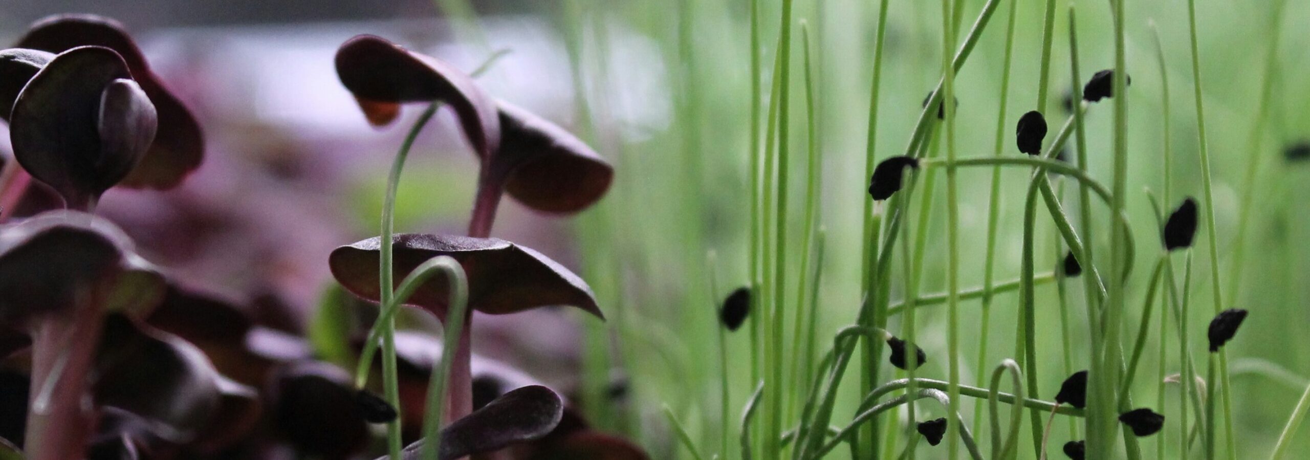 Different microgreens