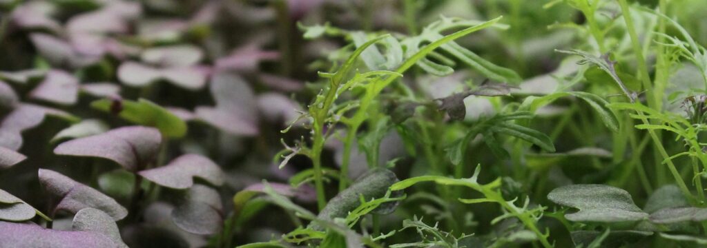 Microgreens