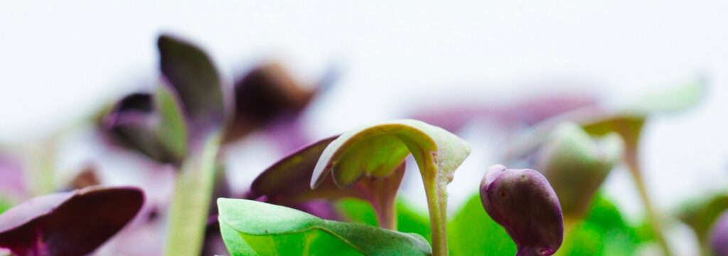 Microgreens Close